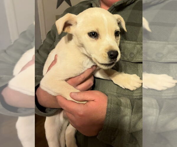 Medium Photo #2 Boxer-Retriever  Mix Puppy For Sale in Pottstown, PA, USA