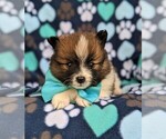 Small Photo #6 Pomeranian Puppy For Sale in PEACH BOTTOM, PA, USA