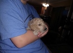 Small #4 Labradoodle Mix