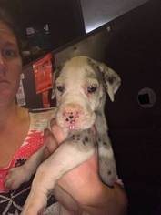 Great Dane Puppy for sale in LOUISVILLE, KY, USA