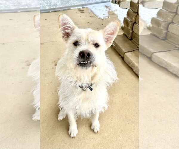 Medium Photo #1 Mutt Puppy For Sale in Estherville, IA, USA