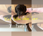 Puppy Yellow collar Cavapoo
