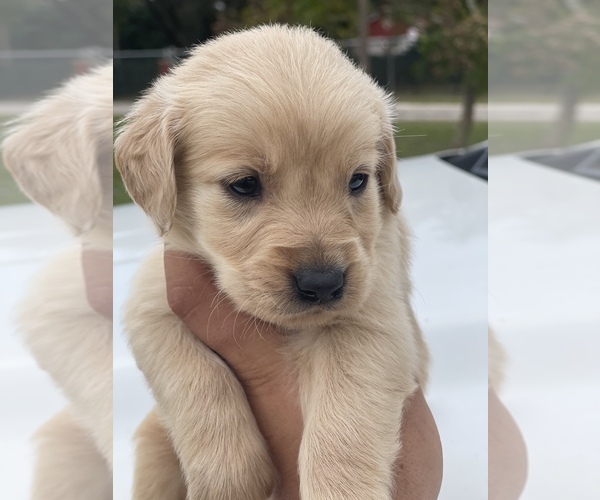 Medium Photo #8 Golden Retriever Puppy For Sale in TAMPA, FL, USA