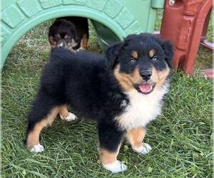 Australian Shepherd Puppy for sale in JEROMESVILLE, OH, USA