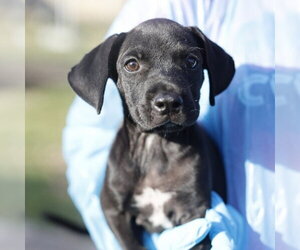 Labrador Retriever-Unknown Mix Dogs for adoption in San Antonio, TX, USA
