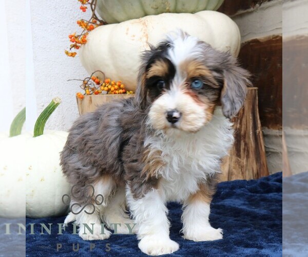 Medium Photo #4 Bernedoodle (Miniature) Puppy For Sale in NARVON, PA, USA