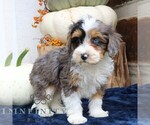 Small #3 Bernedoodle (Miniature)