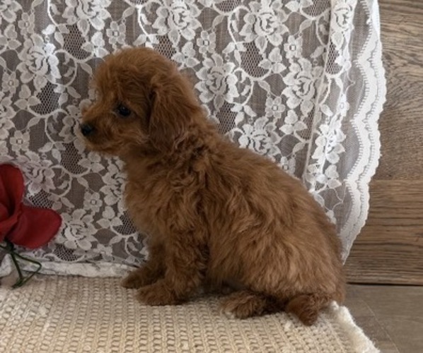 Medium Photo #5 Cavapoo (Miniature) Puppy For Sale in THORP, WI, USA
