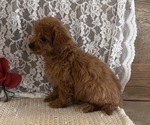 Small #4 Cavapoo (Miniature)