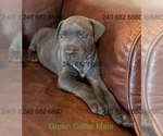 Puppy Green Collar M Cane Corso