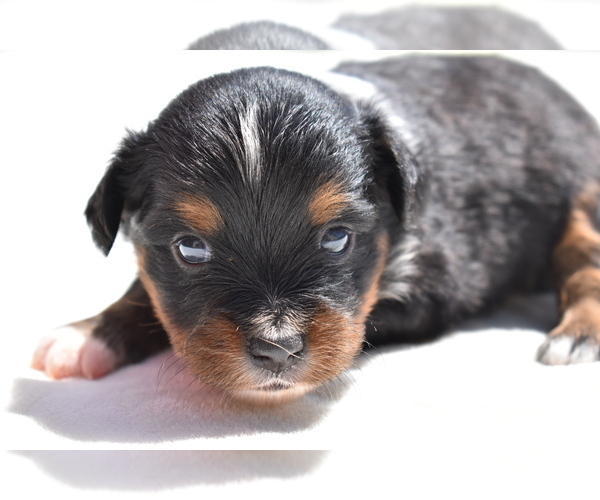 Medium Photo #3 Miniature American Shepherd Puppy For Sale in PALM COAST, FL, USA
