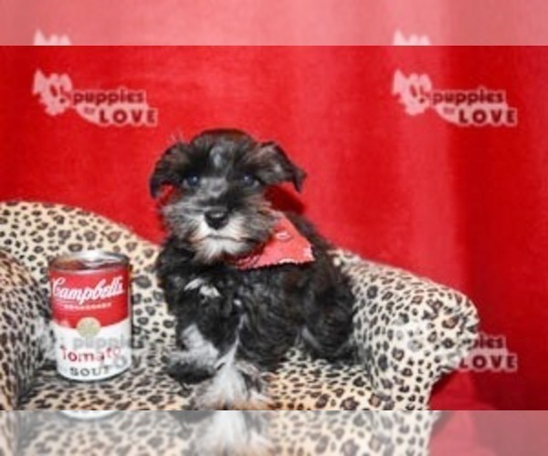 Medium Photo #1 Schnauzer (Miniature) Puppy For Sale in SANGER, TX, USA