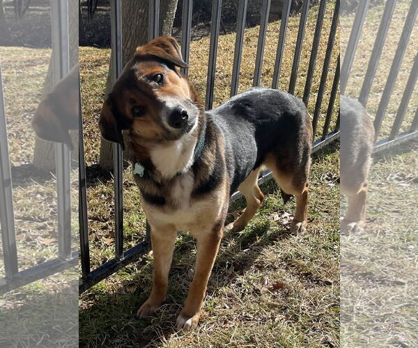 Medium Photo #10 Mutt Puppy For Sale in Fort Worth, TX, USA