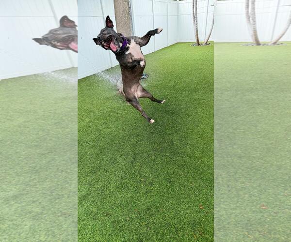 Medium Photo #16 Mutt Puppy For Sale in Pompano Beach , FL, USA