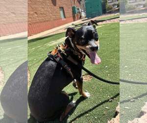 Chihuahua-Unknown Mix Dogs for adoption in Missouri City, TX, USA