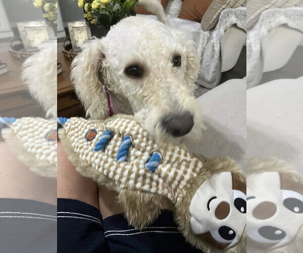 Medium Photo #2 Labradoodle Puppy For Sale in Fort Worth, TX, USA