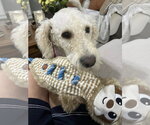 Small #1 Labradoodle