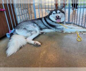 Siberian Husky Dogs for adoption in Houston, TX, USA