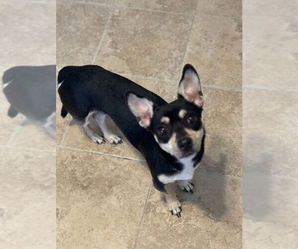 Medium Photo #2 Chihuahua Puppy For Sale in Oak Bluffs, MA, USA