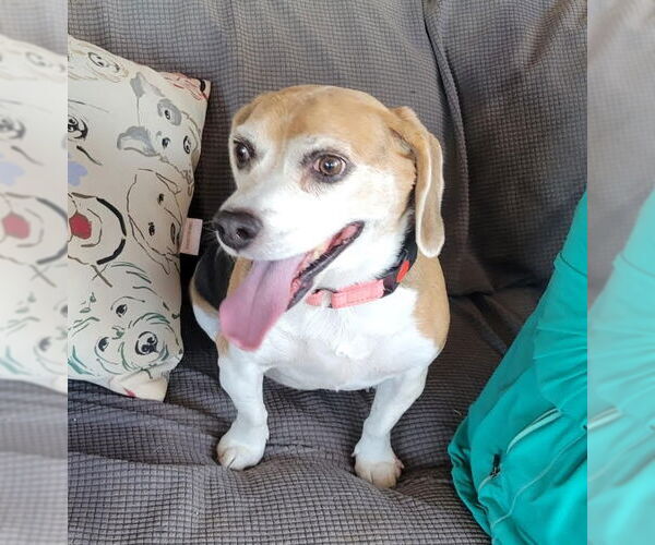 Medium Photo #3 Beagle Puppy For Sale in Las Vegas, NV, USA