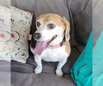 Small #2 Beagle