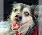 Small #8 Cocker Spaniel-Pembroke Welsh Corgi Mix