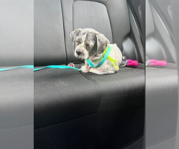 Medium Photo #3 Shih Tzu-Unknown Mix Puppy For Sale in Virginia Beach, VA, USA