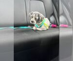 Small #2 Shih Tzu Mix