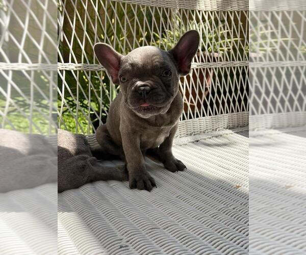 Medium Photo #20 French Bulldog Puppy For Sale in BALDWIN PARK, CA, USA