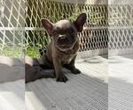 Small Photo #20 French Bulldog Puppy For Sale in BALDWIN PARK, CA, USA