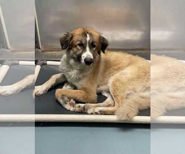 Medium Photo #1 Great Pyrenees-Unknown Mix Puppy For Sale in Kankakee, IL, USA