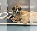 Small Great Pyrenees Mix