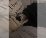Small Photo #7 Pug Puppy For Sale in Indianapolis, IN, USA