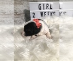 Small Photo #7 Sheepadoodle Puppy For Sale in NIXA, MO, USA