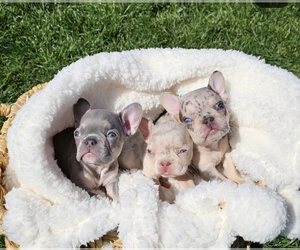 French Bulldog Litter for sale in CHICAGO, IL, USA