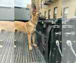 Small #2 Mutt