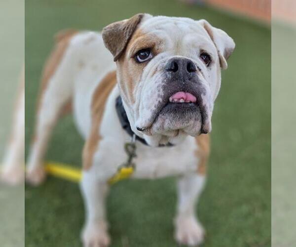 Medium Photo #1 Bulldog-Unknown Mix Puppy For Sale in Las Vegas, NV, USA