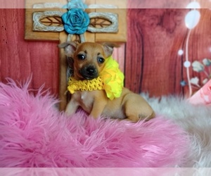 Chihuahua Puppy for sale in CARTHAGE, TX, USA