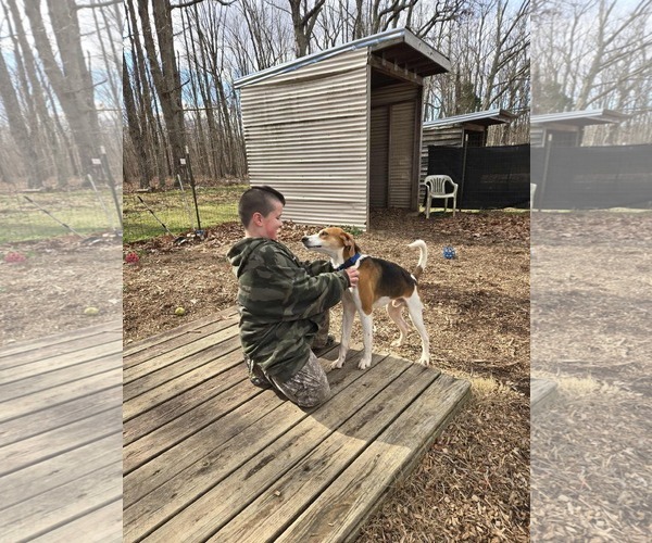 Medium Photo #11 Mutt Puppy For Sale in Rustburg, VA, USA