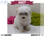 Puppy Macy Havanese