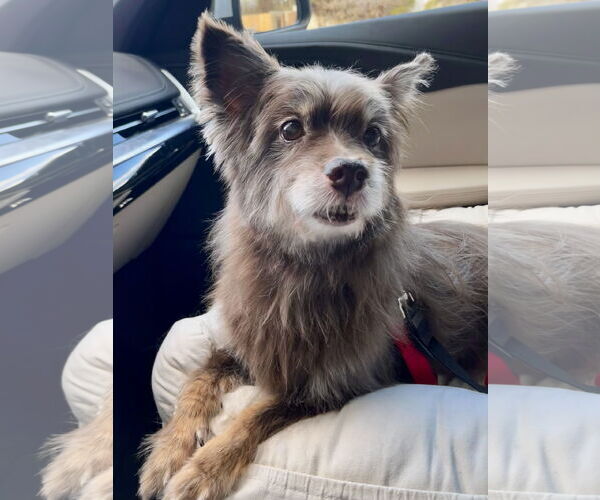 Medium Photo #1 Papillon-Unknown Mix Puppy For Sale in Oakhurst, NJ, USA