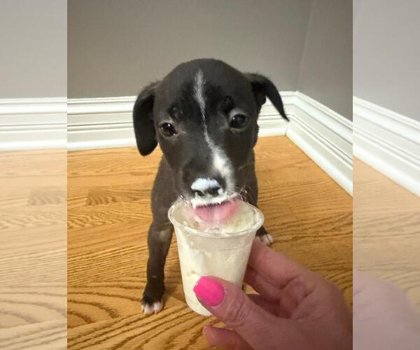 Medium Photo #4 Labrador Retriever-Unknown Mix Puppy For Sale in Plainfield, IL, USA