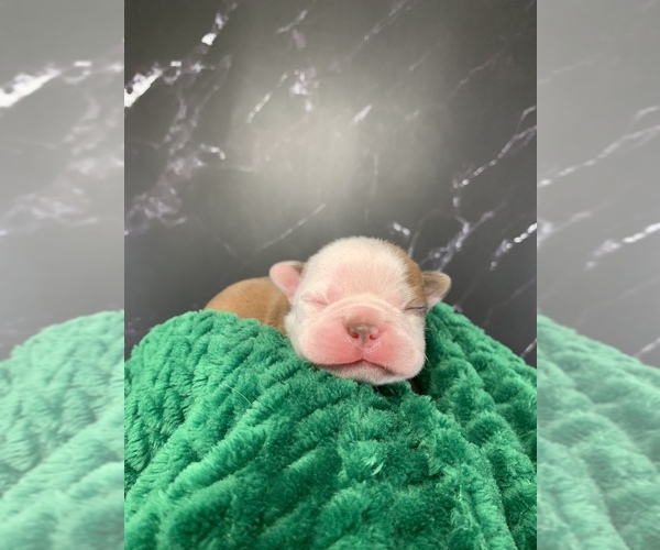Medium Photo #16 Boston Terrier Puppy For Sale in TULARE, CA, USA