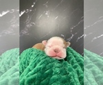 Puppy Pippin AKC Boston Terrier