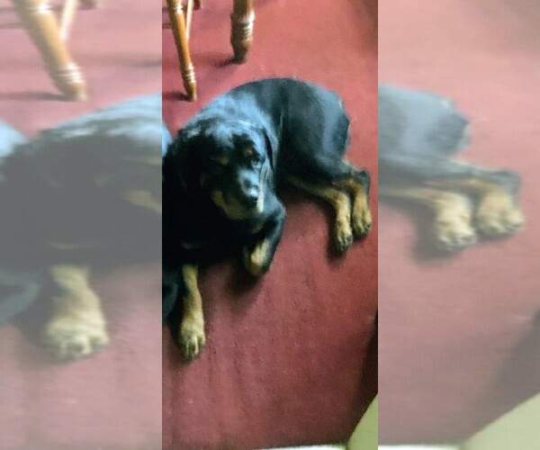 Medium Photo #1 Rottweiler Puppy For Sale in HERMITAGE, PA, USA