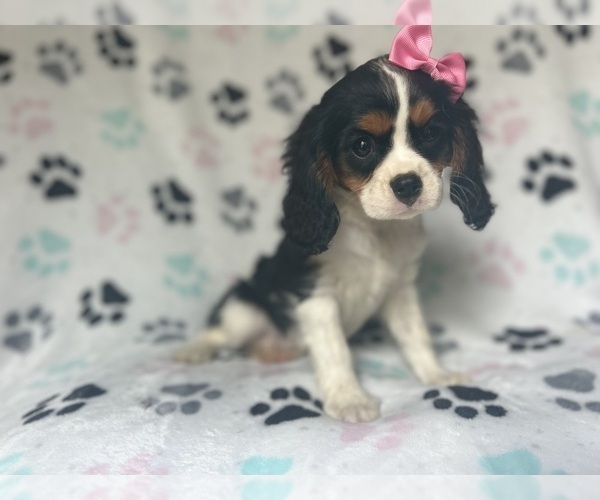 Medium Photo #2 Cavalier King Charles Spaniel Puppy For Sale in LAKELAND, FL, USA