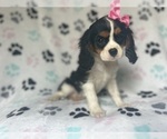 Small #1 Cavalier King Charles Spaniel