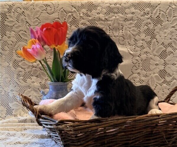 Medium Photo #3 English Springer Spaniel Puppy For Sale in OWEN, WI, USA