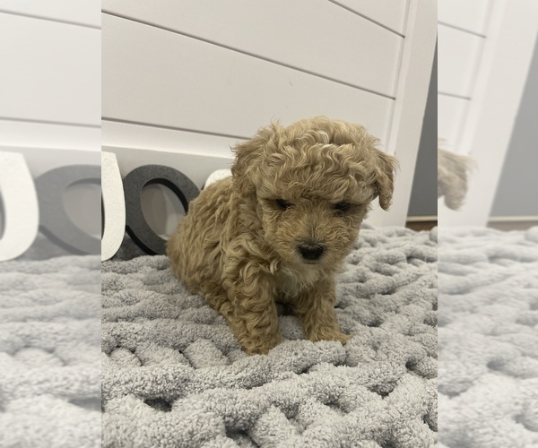Medium Photo #4 Poodle (Toy) Puppy For Sale in BOAZ, KY, USA