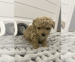 Small Photo #4 Poodle (Toy) Puppy For Sale in BOAZ, KY, USA